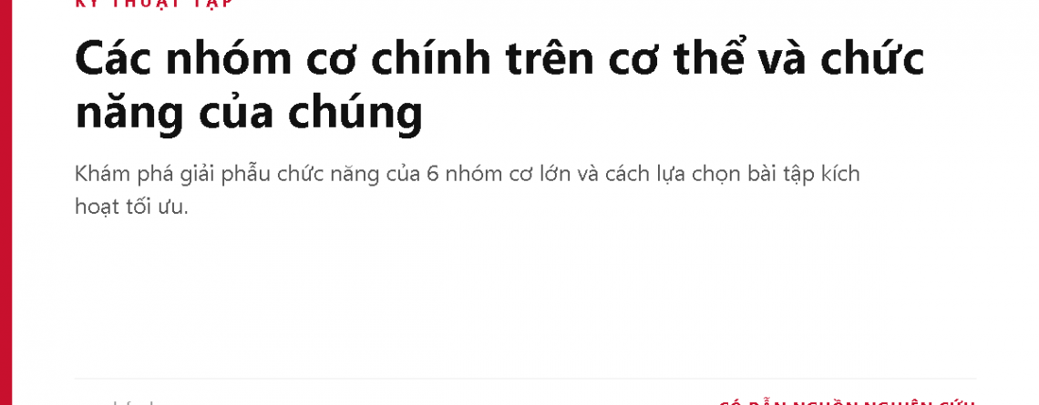 Các nhóm cơ chính trên cơ thể và chức năng của chúng