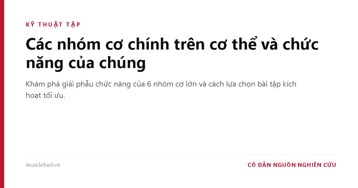 Các nhóm cơ chính trên cơ thể và chức năng của chúng